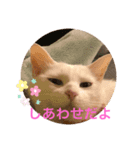 shironeko marie（個別スタンプ：6）