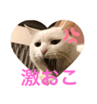shironeko marie（個別スタンプ：7）