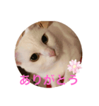 shironeko marie（個別スタンプ：8）