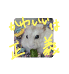 はんぺん2nd（個別スタンプ：1）