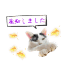 KumaKikiDâ20220217（個別スタンプ：1）