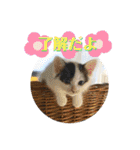 KumaKikiDâ20220217（個別スタンプ：4）