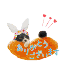 KumaKikiDâ20220217（個別スタンプ：10）