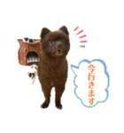 KumaKikiDâ20220217（個別スタンプ：19）