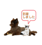 KumaKikiDâ20220217（個別スタンプ：20）