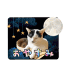 KumaKikiDâ20220217（個別スタンプ：29）