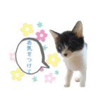KumaKikiDâ20220217（個別スタンプ：30）