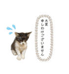 KumaKikiDâ20220217（個別スタンプ：33）