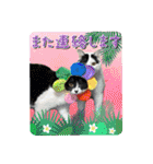 KumaKikiDâ20220217（個別スタンプ：40）