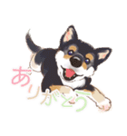 毎日いぬ全開（増補版）（個別スタンプ：3）