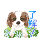 毎日いぬ全開（増補版）（個別スタンプ：16）