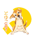 毎日いぬ全開（増補版）（個別スタンプ：25）