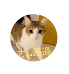Neko lulu7（個別スタンプ：4）