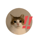 Neko lulu7（個別スタンプ：5）