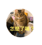 Neko lulu7（個別スタンプ：7）