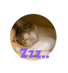Neko lulu7（個別スタンプ：11）