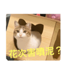 Neko lulu7（個別スタンプ：14）