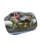 亀大好きよ（個別スタンプ：4）