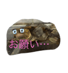 亀大好きよ（個別スタンプ：5）