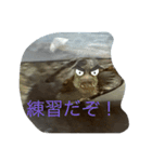亀大好きよ（個別スタンプ：10）