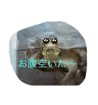 亀大好きよ（個別スタンプ：11）