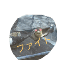 亀大好きよ（個別スタンプ：13）