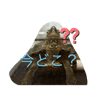 亀大好きよ（個別スタンプ：15）