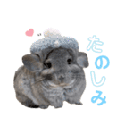 チンチラちびまる♡（個別スタンプ：1）