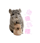 チンチラちびまる♡（個別スタンプ：3）