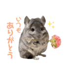 チンチラちびまる♡（個別スタンプ：5）