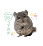 チンチラちびまる♡（個別スタンプ：11）