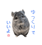 チンチラちびまる♡（個別スタンプ：12）