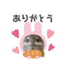 チンチラちびまる♡（個別スタンプ：13）