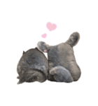 チンチラちびまる♡（個別スタンプ：14）