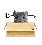 チンチラちびまる♡（個別スタンプ：21）