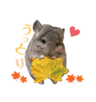 チンチラちびまる♡（個別スタンプ：22）