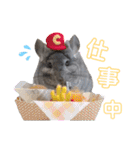 チンチラちびまる♡（個別スタンプ：23）
