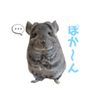 チンチラちびまる♡（個別スタンプ：30）