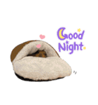 チンチラちびまる♡（個別スタンプ：31）