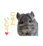 チンチラちびまる♡（個別スタンプ：33）