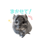 チンチラちびまる♡（個別スタンプ：36）