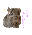 チンチラちびまる♡（個別スタンプ：38）