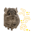 チンチラちびまる♡（個別スタンプ：39）