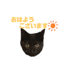 黒猫あずきのスタンプ（個別スタンプ：1）