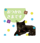 黒猫あずきのスタンプ（個別スタンプ：2）