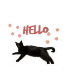 黒猫あずきのスタンプ（個別スタンプ：3）