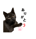 黒猫あずきのスタンプ（個別スタンプ：5）