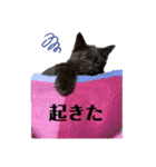 黒猫あずきのスタンプ（個別スタンプ：11）