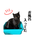 黒猫あずきのスタンプ（個別スタンプ：12）