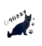 黒猫あずきのスタンプ（個別スタンプ：13）